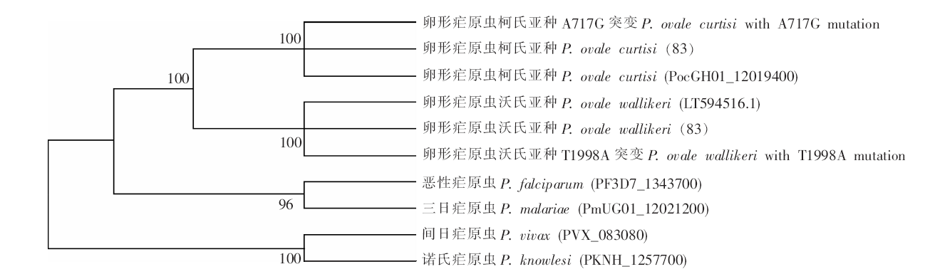 Polymorphism Analysis Of K13 Gene Of I Plasmodium Ovale I Isolates From Africa